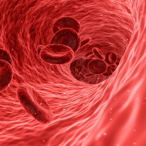 Endothelium: Why Is It So Important?